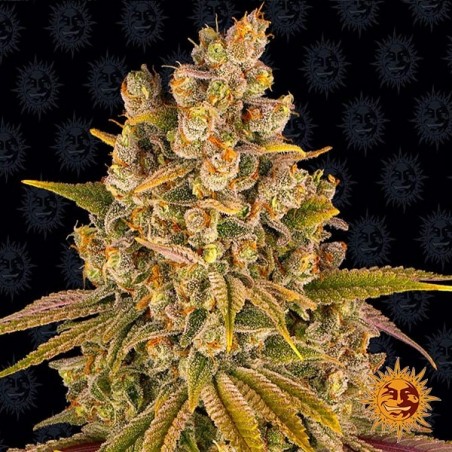 Plante de marijuana Lemon Tree