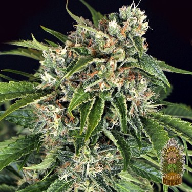 Acheter Sir Jack Auto Pure CBD d'Exotic Seeds - Grow Barato