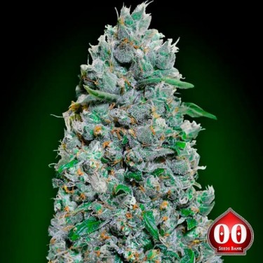 Acheter Auto Afghan Mass XXL de 00 Seeds - Grow Barato