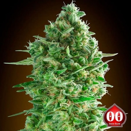 Do-Si-Dos Cookies Plante de marijuana