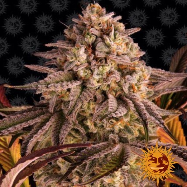 Voir Blue Sunset Sherbert