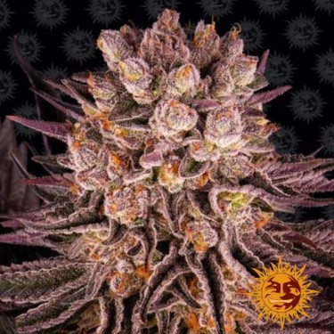 Mimosa x Orange Punch Plante de marijuana