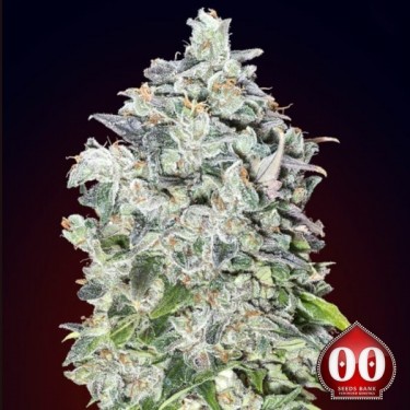 Auto 00 Kush Plante de marijuana