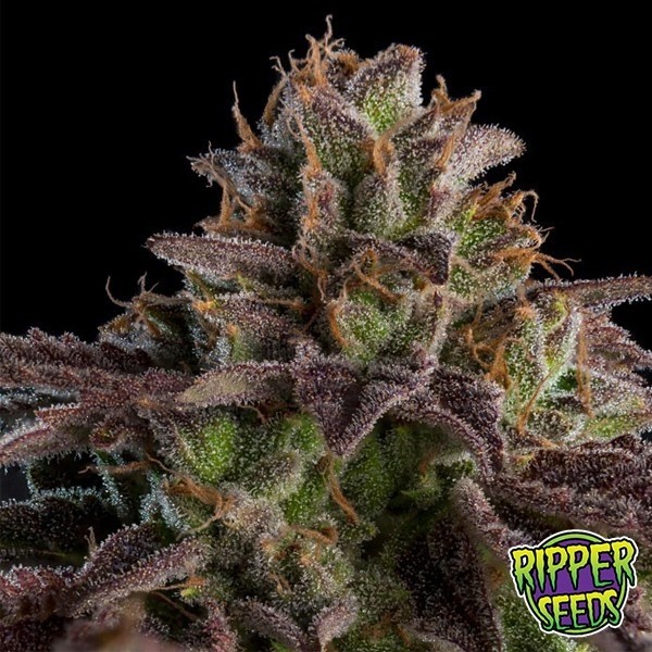 Voir Kmintz Plante de marijuana