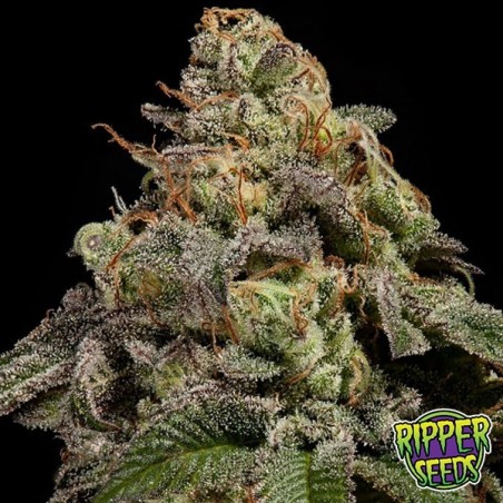 OMG Plante de marijuana