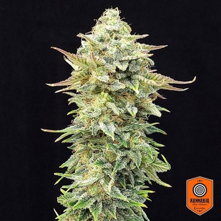 Pineapple Dream Edition Plante de marijuana