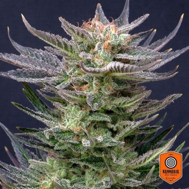 Graine Purple Dream Auto