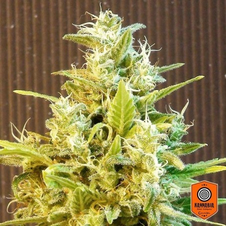 CBG Auto plante médicinale
