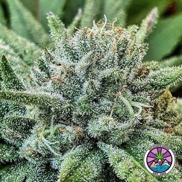 Lord Kush de Delicious Seeds