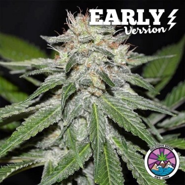 Acheter Critical Neville Haze Early Version - Grow Barato