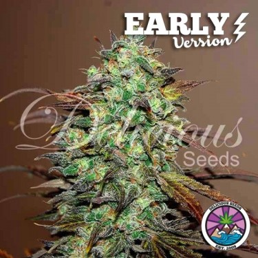 Acheter Eleven Roses Early Version de Delicious Seeds - GB
