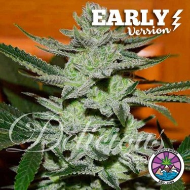 Acheter Unknown Kush Early Version de Delicious Seeds - GB
