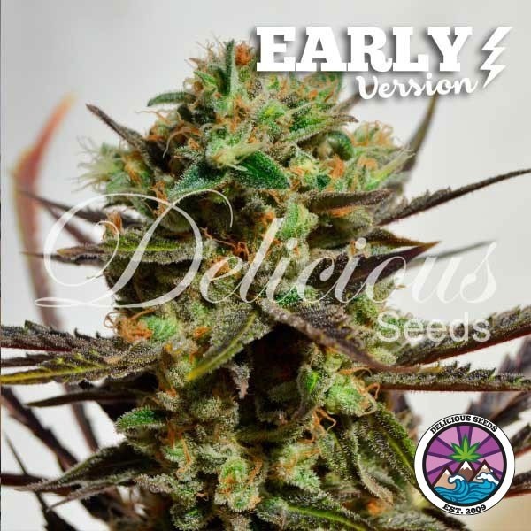 Voir Acheter Delicious Candy Early Version - Grow Barato
