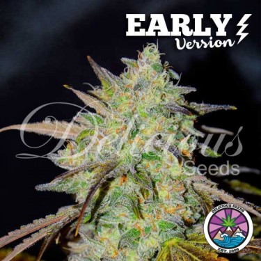 Marmalate Early Version Delicious Seeds - Grow Barato