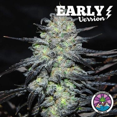 Acheter Golosa Early Version de Delicious Seeds - GB