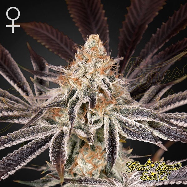 Voir Plante de cannabis Dark Phoenix