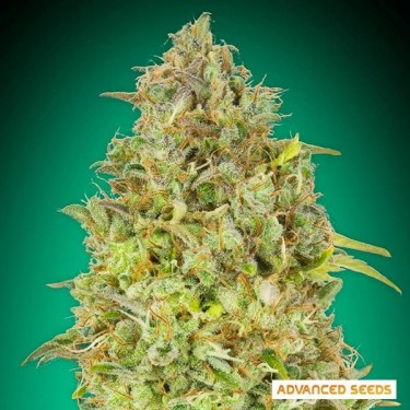 Skunk 47 Advanced Seeds