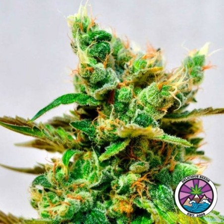 Plante de cannabis Honeybells