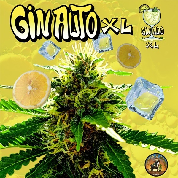 Voir Plante de cannabis Gin Auto XL