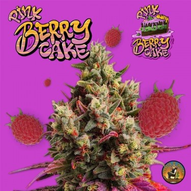 Plante de cannabis Pink Berry Cake