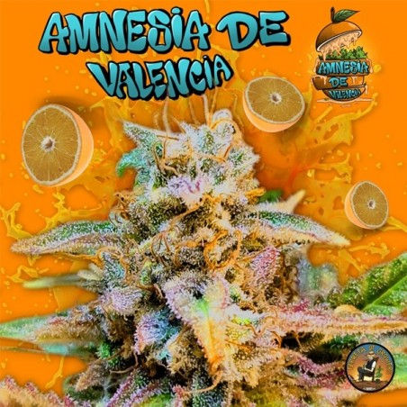Amnesia de Valencia graine féminisée