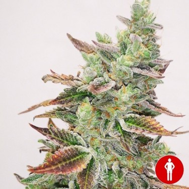 Acheter Banana Purp Medical Seeds - GB