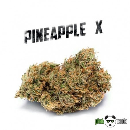 Pineapple X de Phat Panda. Variété féminisée - Grow Barato