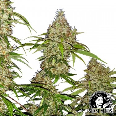 Banana Kush Cake de la banque Sensi Seeds - Grow Barato