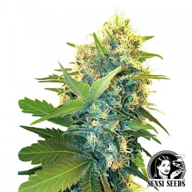 Double Kush Cake féminisée de Sensi Seeds - Grow Barato