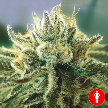 Plante de cannabis Canadian Kush 2.0