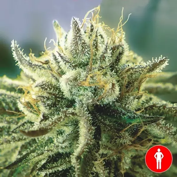 Voir Plante de cannabis Canadian Kush 2.0