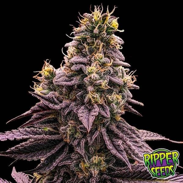 Voir Plante de cannabis Zombie Kush