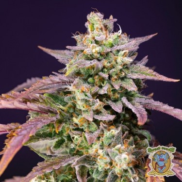 Purple Punch OG XL Autofloraison - GB The Green Brand