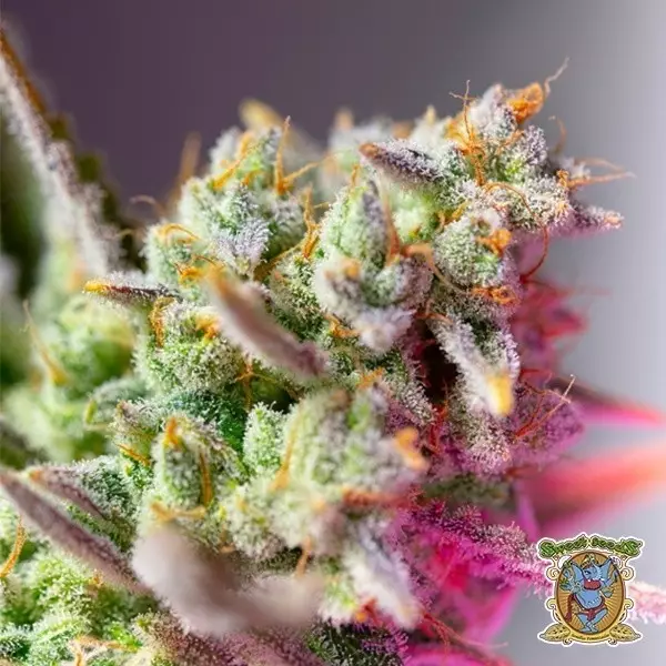 Voir Graines Sweet Mimosa XL Auto - GB The Green Brand