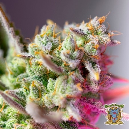 Graines Sweet Mimosa XL Auto - GB The Green Brand
