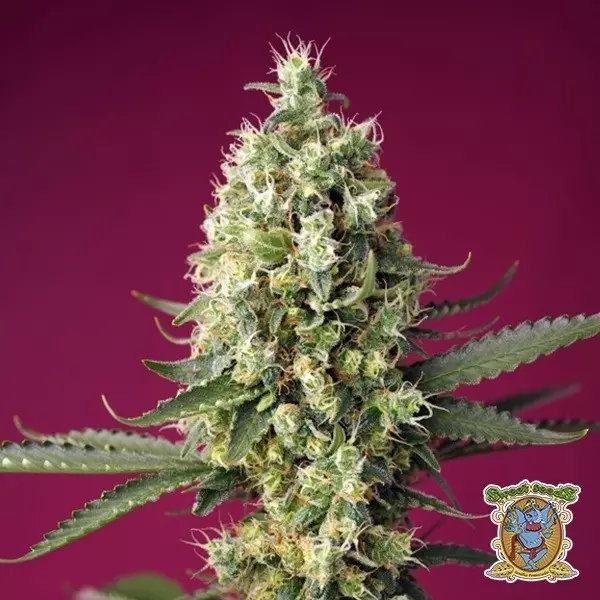 Voir Skywalker OG Runtz XL Auto