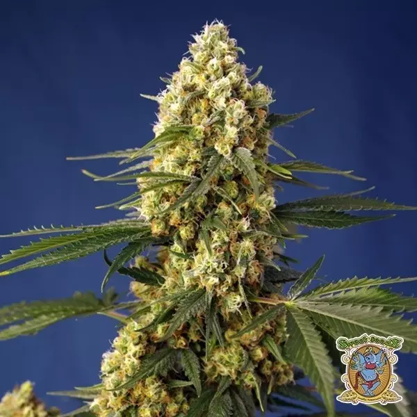 Voir Strawberry Banana Gelato XL Auto - GB The Green Brand