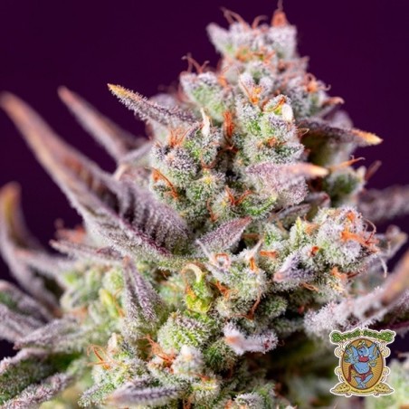 Sweet Zenzation XL Autofloraison - GB The Green Brand
