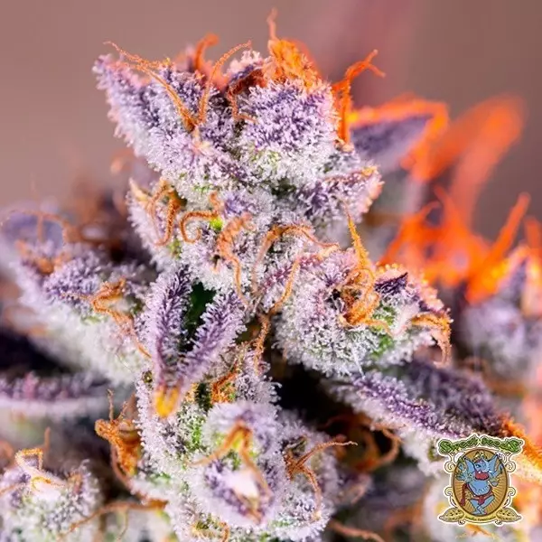 Voir Tropicanna Poison XL Autofloraison - GB The Green Brand