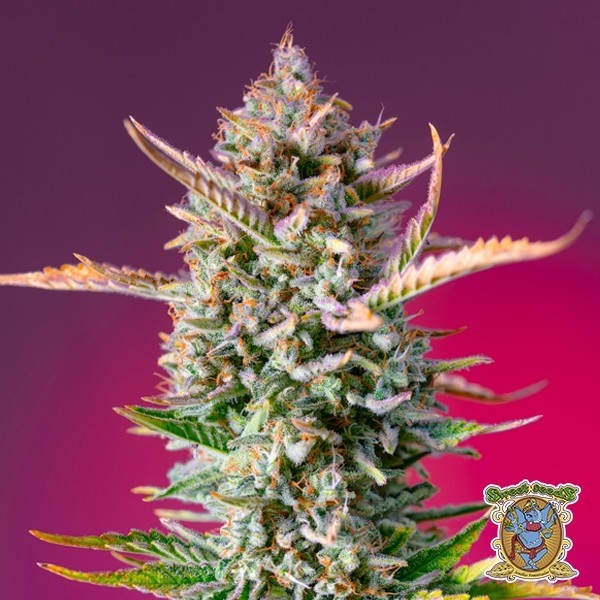 Graines Gorilla Sherbet F1 Fast Version - GB The Green Brand