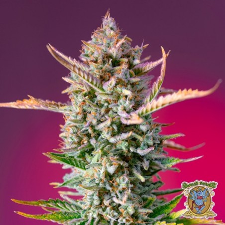 Graines Gorilla Sherbet F1 Fast Version - GB The Green Brand