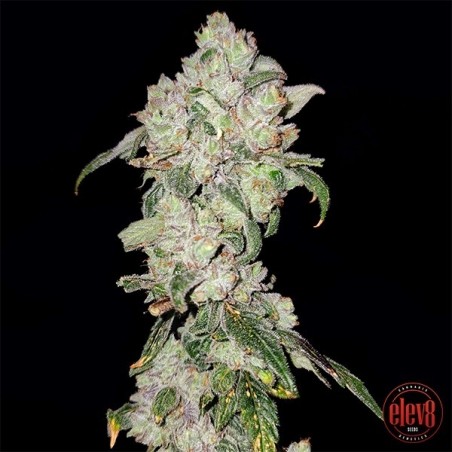Plante de cannabis Apples ‘n Oranges
