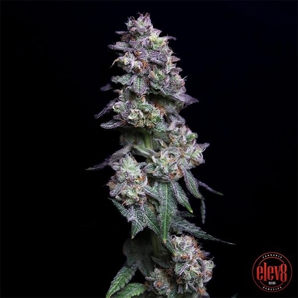 Voir Baked Apple Cherries Plante de cannabis