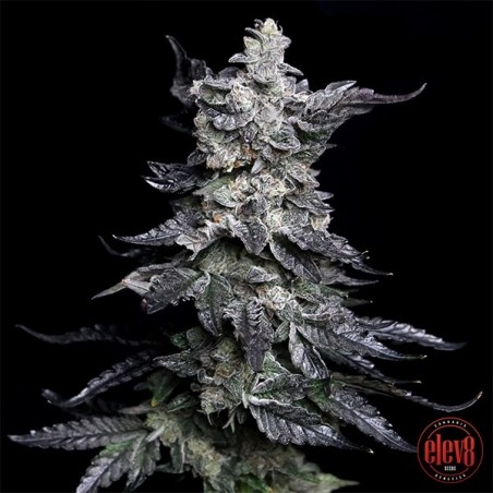 Granny’s Apple Fritter d'Elev8 Seeds
