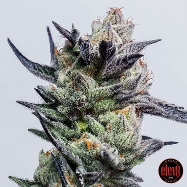 Plante de cannabis Huckleberry Punch