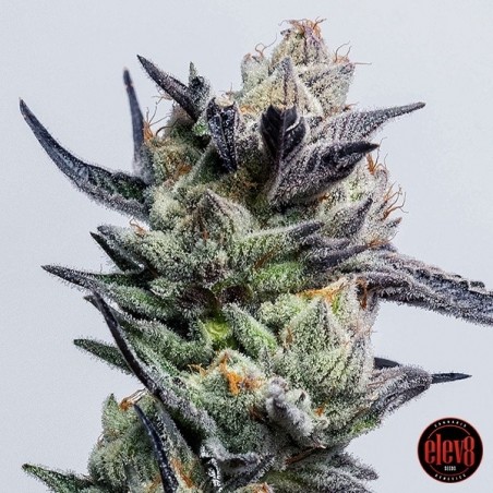 Plante de cannabis Huckleberry Punch