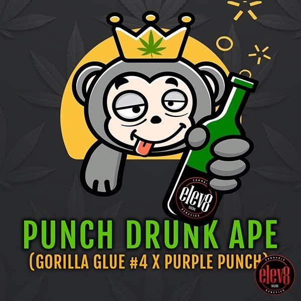 Punch Drunk Ape d'Elev8 Seeds