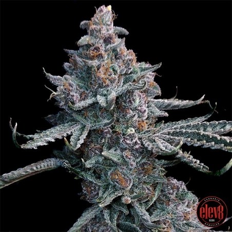 Plante de cannabis Runtz of Eden