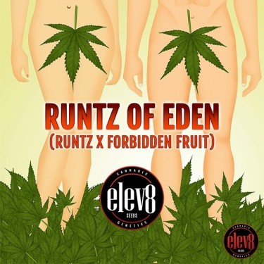 Runtz of Eden d'Elev8