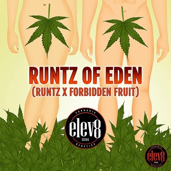 Runtz of Eden d'Elev8